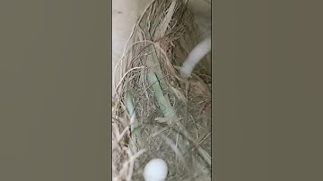 our java finches egg || subscribe || ms birds