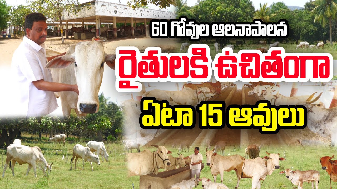 నిస్వార్థంగా 60 గోవులను పోషిస్తున్నారు 