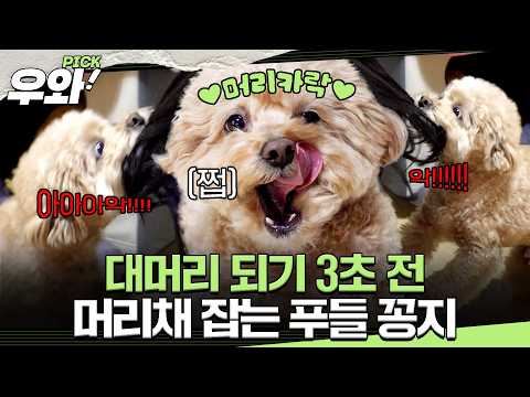 <strong>푸들</strong> 꽁지😱 매일 빠지는 머리카락만 한 움큼?!🪮 #TV동물농장 #우와한비디오 #우와비