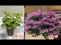 How to plant petunia from cuttings very easy | how to propagate petunia from cuttings