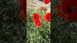 #маки цветут #poppies are blooming