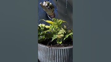 Creating a shade mixed container today. Filled with texture and color. #containergardening