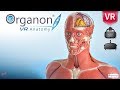 3D Organon VR Anatomy. the world’s first fully-featured Virtual Reality anatomy atlas