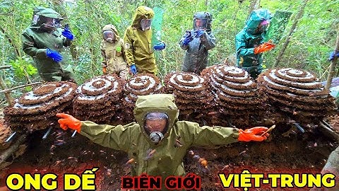 Khai thác tổ ong dế hơn 100kg tại Biên giới Việt nam Trung Quốc 