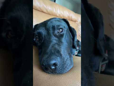 ぐだぐたしてるだけで可愛いラブラドールレトリバー！#shorts #大型犬