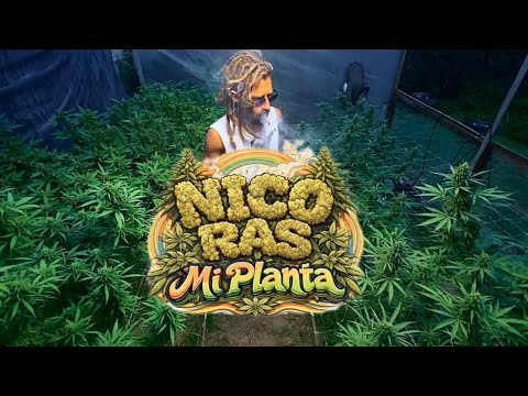 Nico Ras- Mi Planta 