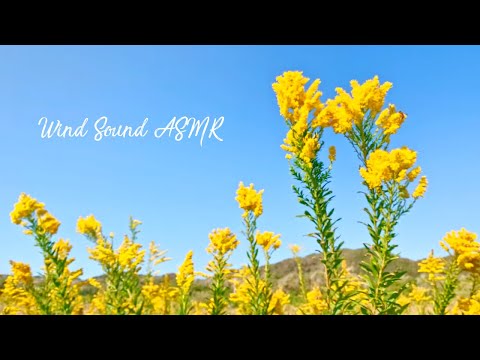 花とミツバチ 風の音 | 3時間 wind sound |  ASMR | 睡眠