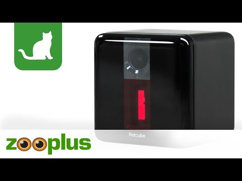 Haustierkamera - Petcube | zooplus