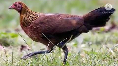 tiếng gà mái gọi trống cực chuẩn suab poj seev zoo heev