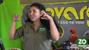 ZOOMFari with Zovargo!