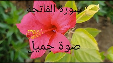 سورة الفاتحة تلاوة خاشعة مؤثرة مبكية. 