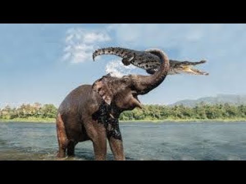 Crocodilo ataca elefante em buraco de rega