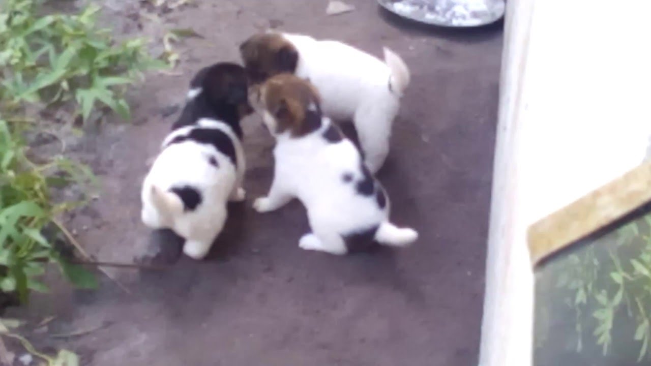 Anak Anjing Imut Lucu 2015 - YouTube