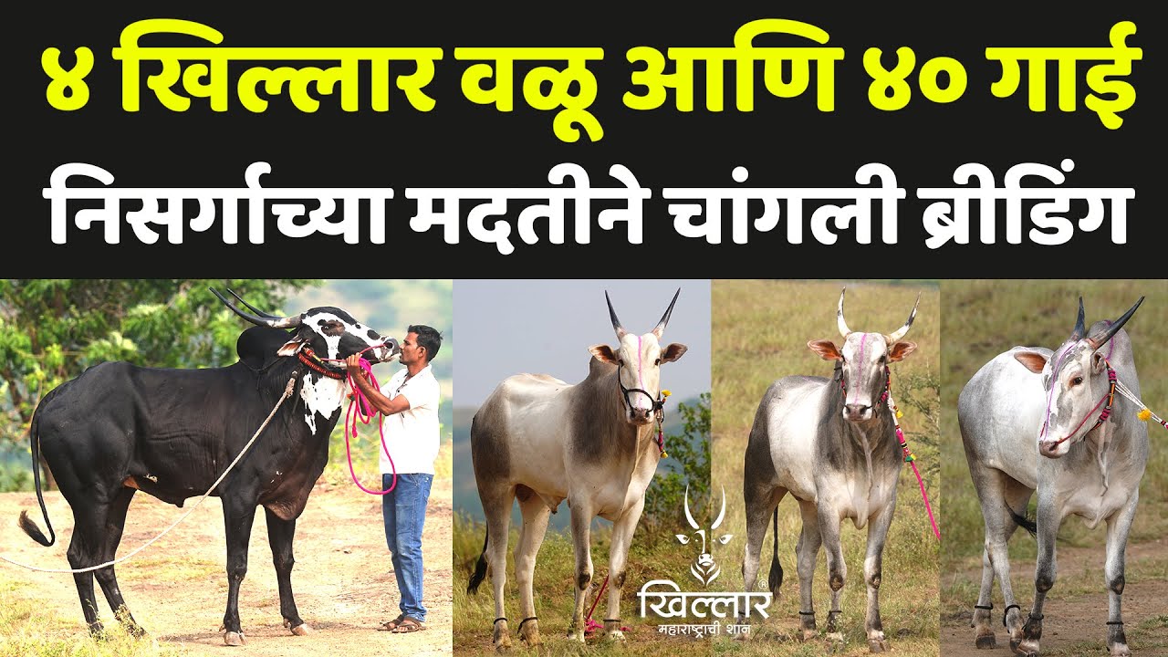 खंडेराजुरी मधील ४ वळू आणि ४० खिल्लार गाई, शीतल रूपनेर  | Khillar Maharashtrachi Shaan 2024