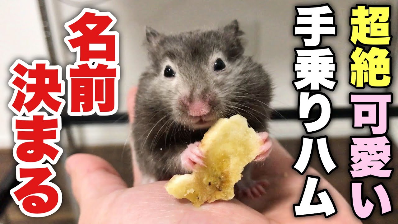 セーブル 簡単にハムスター手乗りさせるオヤツ かわいい家族の名前を決めました 聞いてほしい Youtube セーブル 簡単にハムスター手乗りさせるオヤツ かわいい家族の名前を決めました 聞いてほしい Youtube