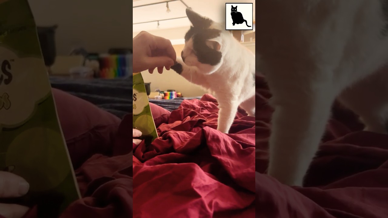 Sam Sam loves her #Caturday treats!