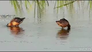 Mississippi River Flyway Cam, explore.org, July 18, 2021