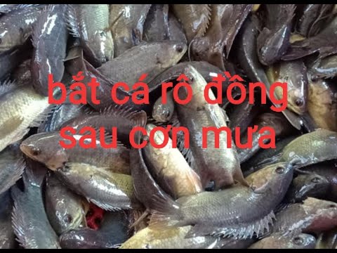 Video: Và Tấn Công Bầy (Bắt Cá Rô)