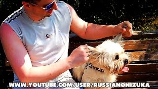 ОБКОРНАЛИ СОБАКУ ЖЕСТЬ ОБКОРНАЛИ СОБАКУ ЖЕСТЬ