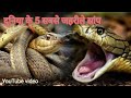 दुनिया के 5 सबसे जहरीले सांप !! YouTube video