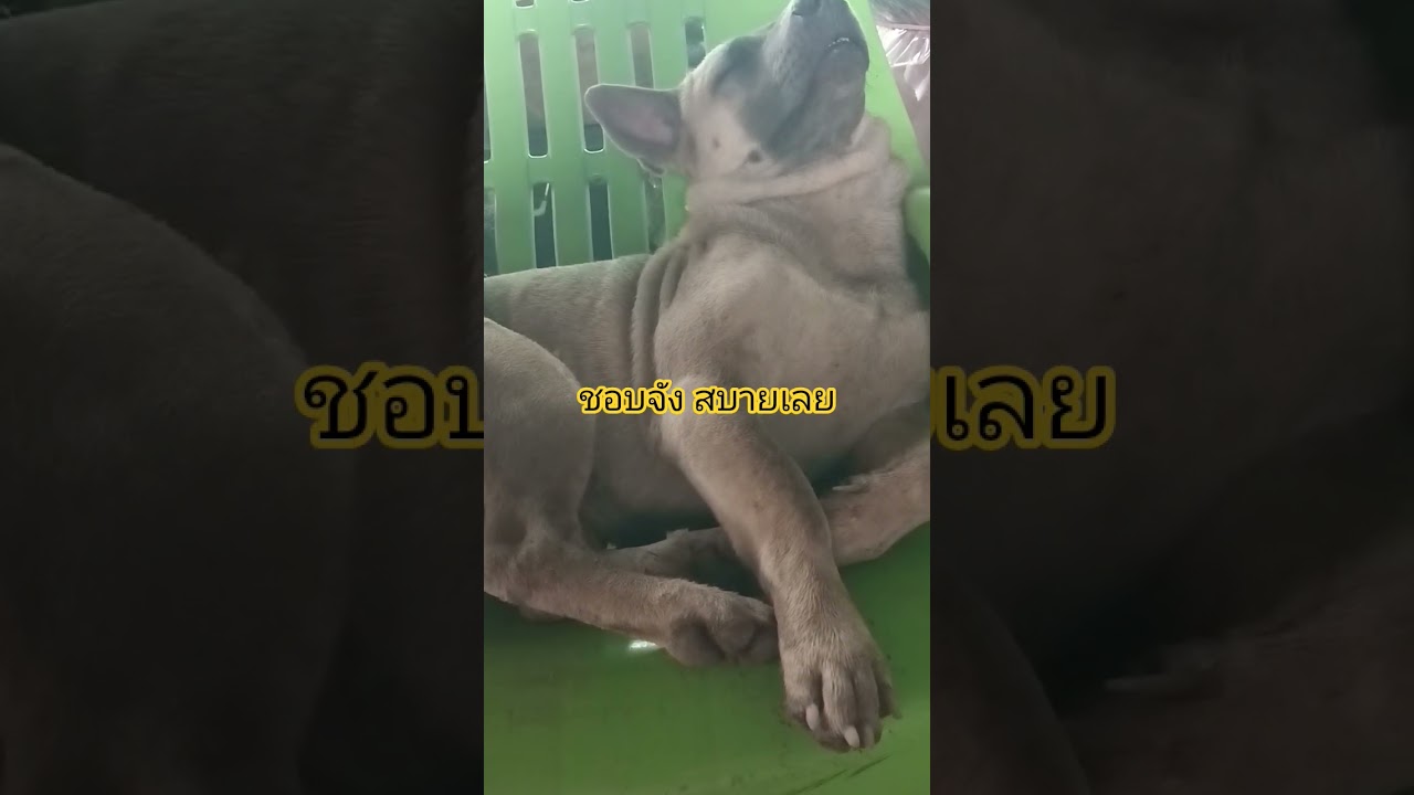 บูบู้น้อย ชิวๆ #บูบู้น้อย