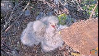 Syracuse University Hawk- Jastrzębie czerwonoogoniaste-Ruth & Oren & 🐥🌹🍀🐥🌹🍀🐥🌹🍀Śniadanie maluszków