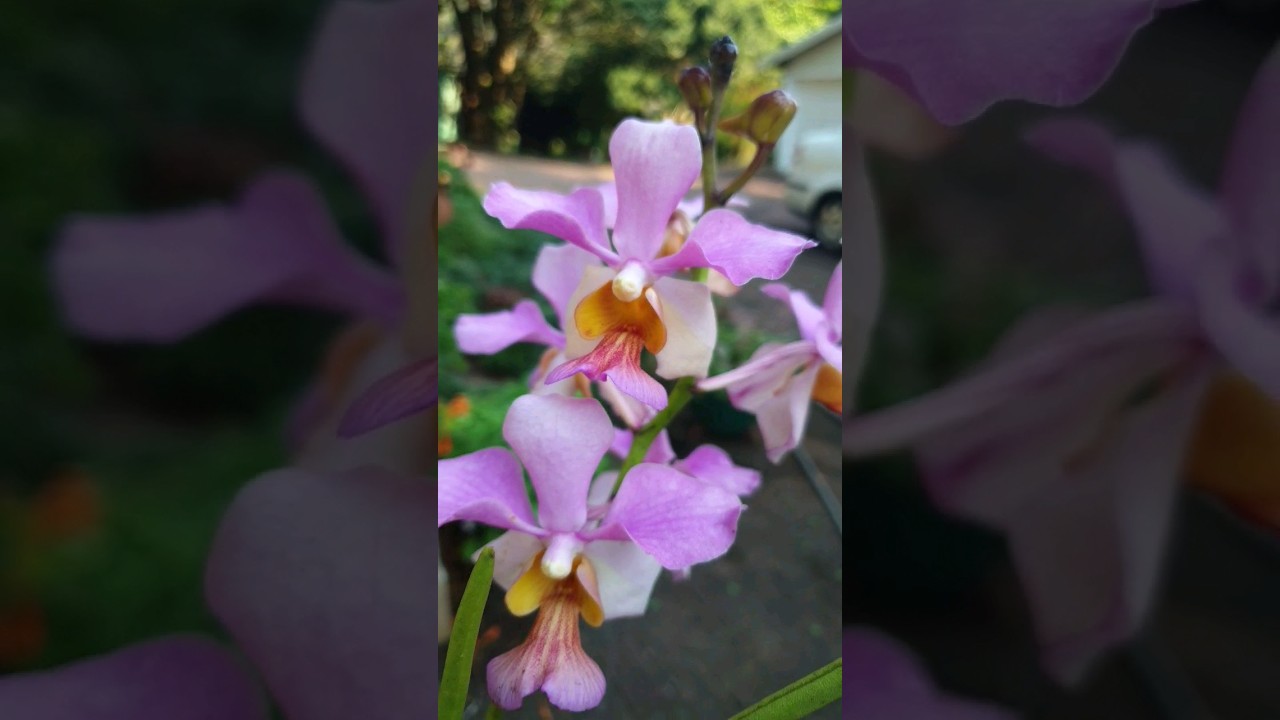 Sun makes these semi terete flower