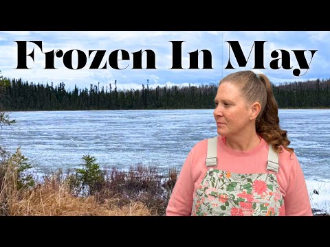 Coldest Spring On Record? Alaska Is Still Frozen In May......#alaskahomestead #garden thumbnail