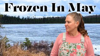 Coldest Spring On Record? Alaska Is Still Frozen In May......#alaskahomestead #garden