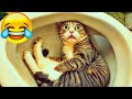 面白いネコとイヌがあなたを笑顔にする！😅 見るべき爆笑アニマル動画！😸