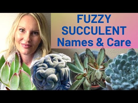 FUZZY soft Succulent types Care and name IDENTIFICATION with MOODY BLOOMS