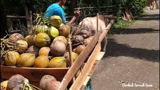 Gerobak Sapi Mini Angkut Kelapa