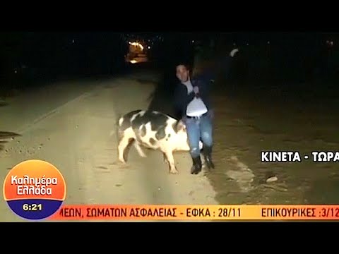 Pig Chases Reporter on Live TV