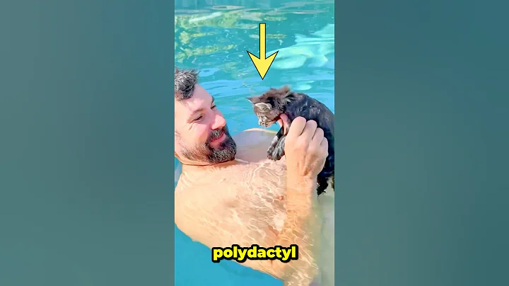 Video 10073891: little maine coon kitten, maine coon water, pets feline, pure feline