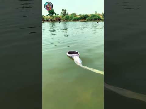 Halara Tayi Girgiza Shehuntiktok Comedy Bestcomedyskit Halara