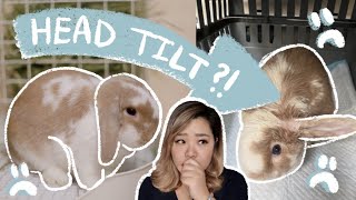 Head Tilt | A Brush Against Death & How We Saved Her!