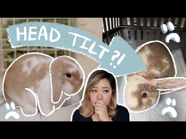 Rabbits Head Tilt