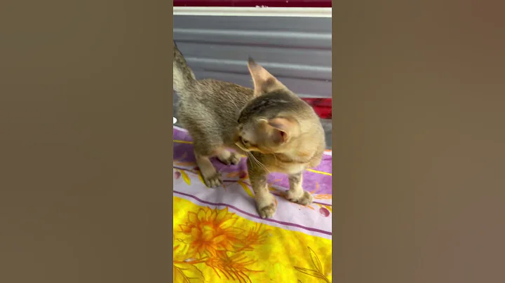 Video 4601991: savannah cat, blue savannah, cat toy, cat old