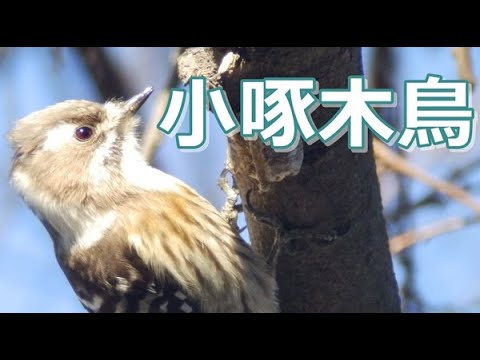 鳴き声＆木つつき音 コゲラ Japanese Pygmy Woodpecker