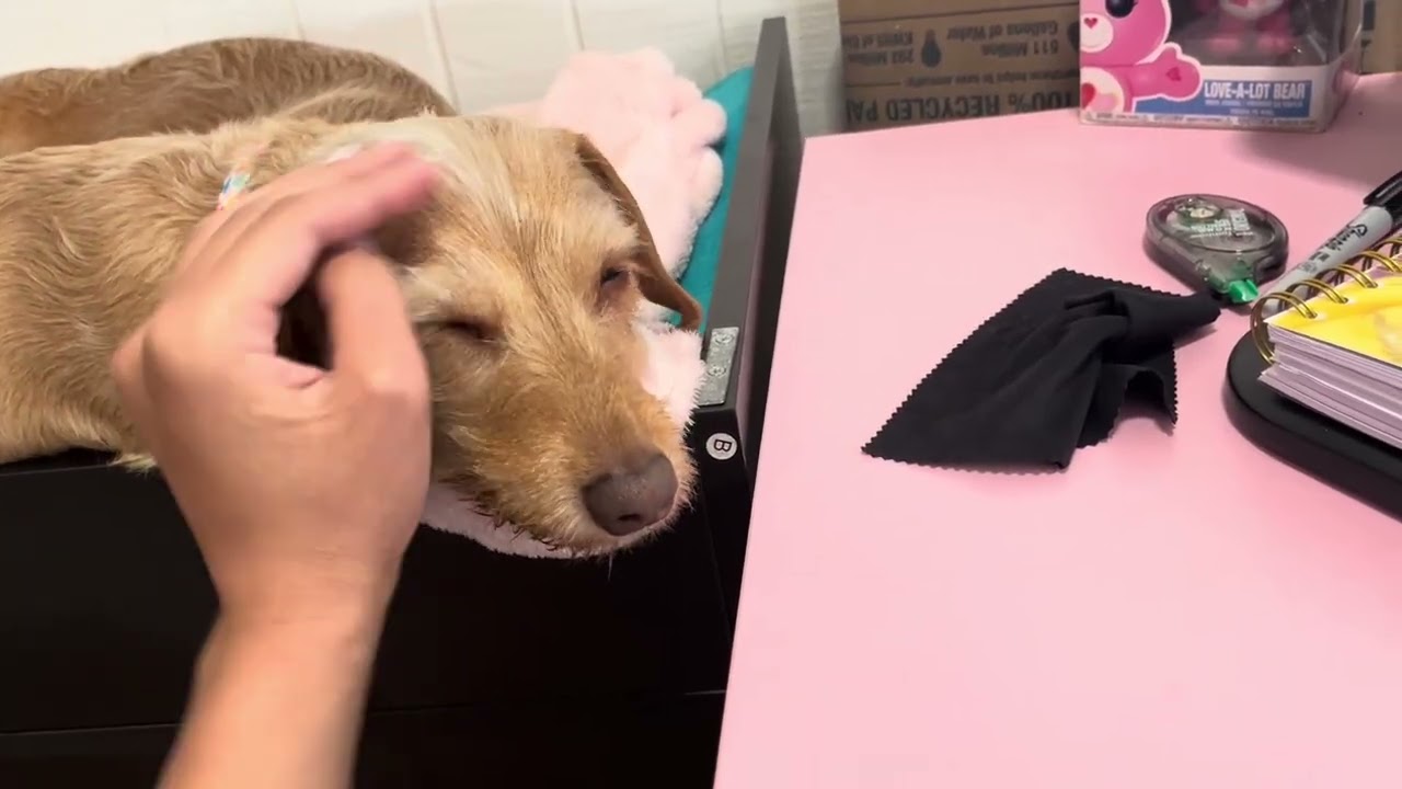 My twins being the best part of each transition in life 