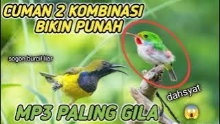 suara pikat burung kecil sogon kombinasi burung liar ribut yg sangat ampuh