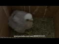 29.05.2016 Птенец ястреба Тетеревятника (Возраст 21 день:) Northern goshawk chick