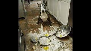 😺 Come in, lunch is ready! 🐶 Funny video with dogs, cats and kittens! 🐱