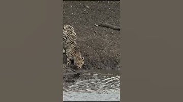 Alligator 🐊 vs  Leopard 🐆#wildlife #crocodile #wildanimals