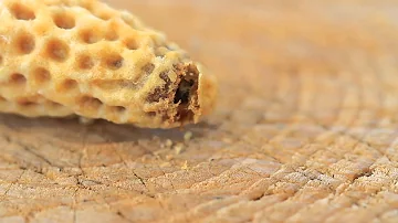 Wie wird die Bienenkönigin getötet?