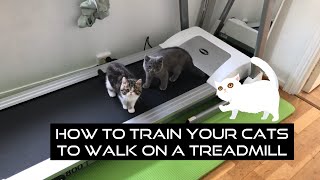 Exotic Shorthair  - Cats on a treadmill 😸 by Exotic Shorthair KSU 568 views 4 years ago 2 minutes, 9 seconds