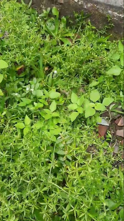 Tanaman daun walang sangit asli#mancingikannila #mancingliar #mancingumpanlumut #essence