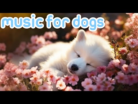 Dog Music: Soothe Your Dogs Anxiety | Videos with Music to Help Dogs Relax and Sleep!