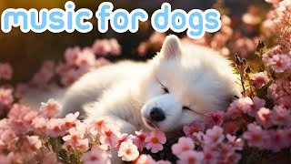 Dog Music: Soothe Your Dogs Anxiety | Videos with Music to Help Dogs Relax and Sleep! by Relax My Dog - Relaxing Music for Dogs 12,028 views 1 month ago 22 hours