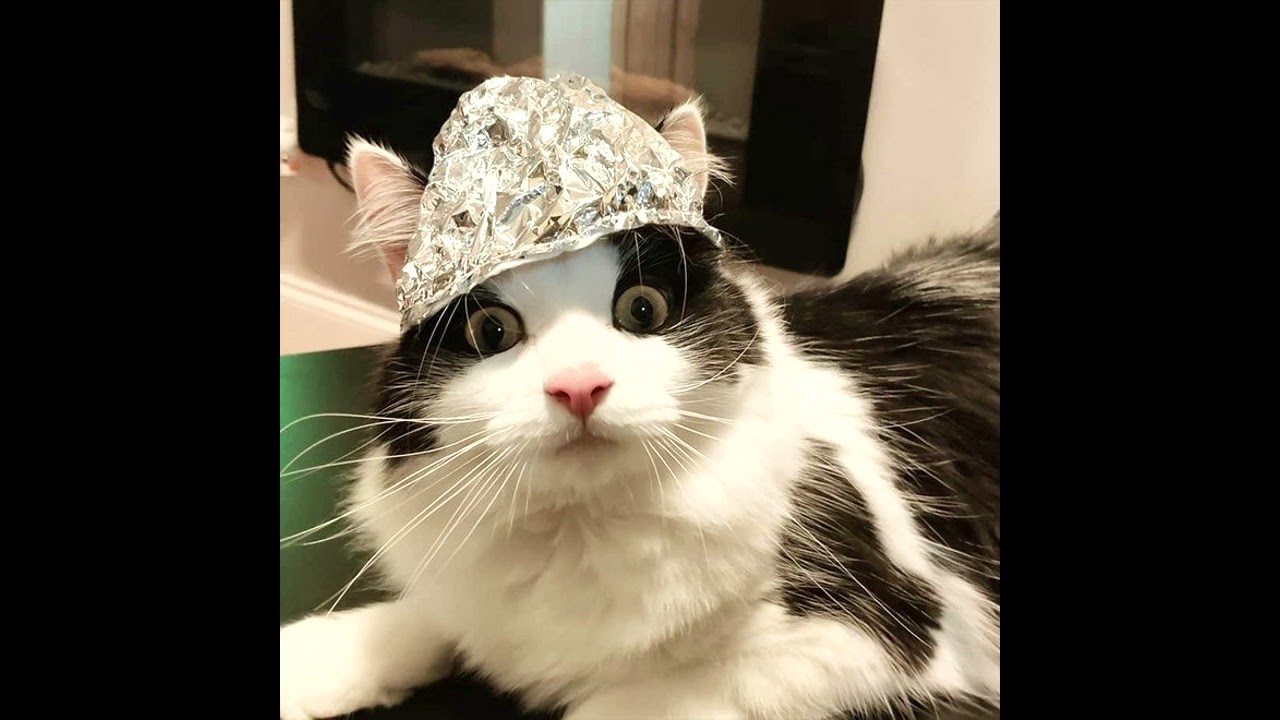 deranged hermit cat theme